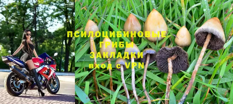 Галлюциногенные грибы Psilocybine cubensis  KRAKEN зеркало  Заволжск 